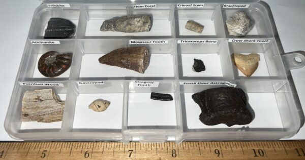 Labeled 12 REAL Fossil Lot Collection TRICERATOPS BONE, MOSASAUR, SHARK TOOTH!!